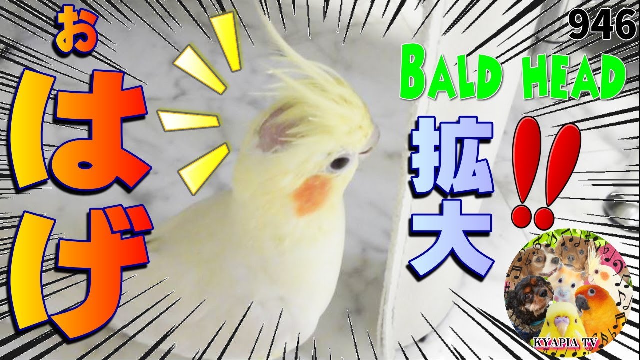 おハゲが見事 オカメインコ ルチノーあるある 可愛い小鳥 Cockatiel Is Bald Head 946 Youtube