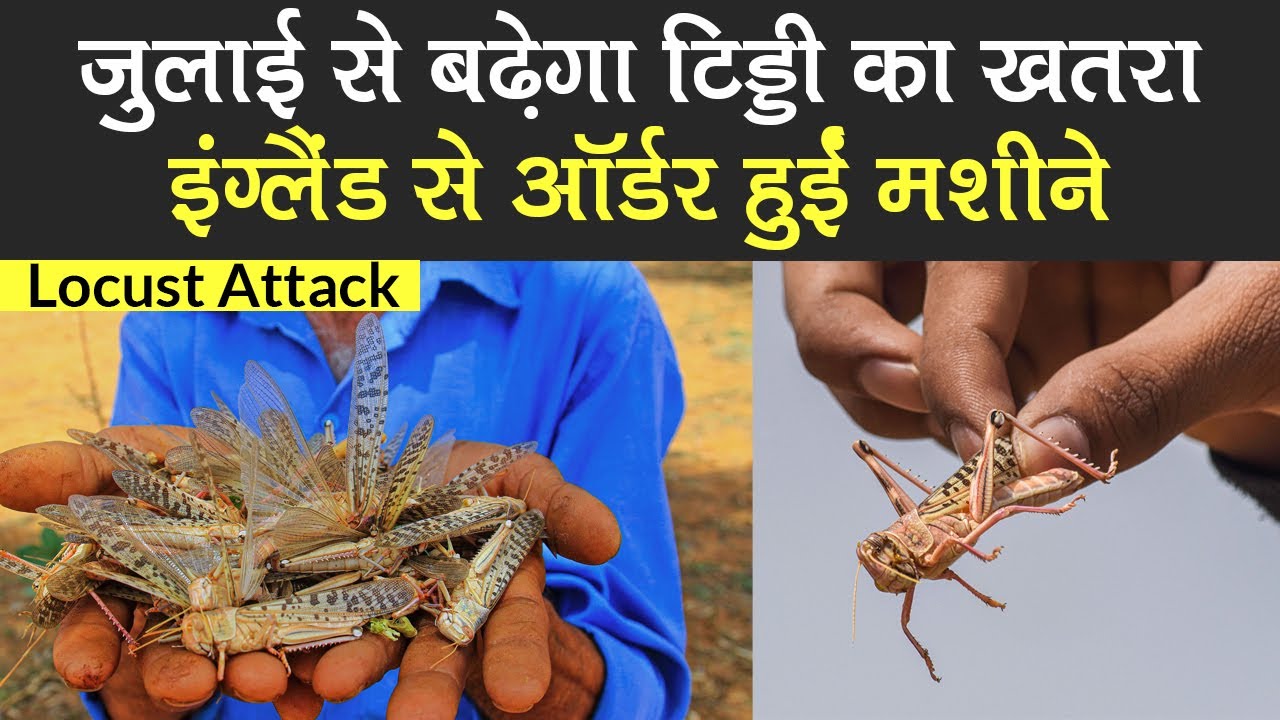 Locust Attack: July से होंगे बड़े और घातक हमले, नियंत्रण के लिए इंग्लैंड से ऑर्डर हुईं मशीनें