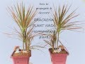 how to propagate and decorate dracaena plant/nasa recommended plant