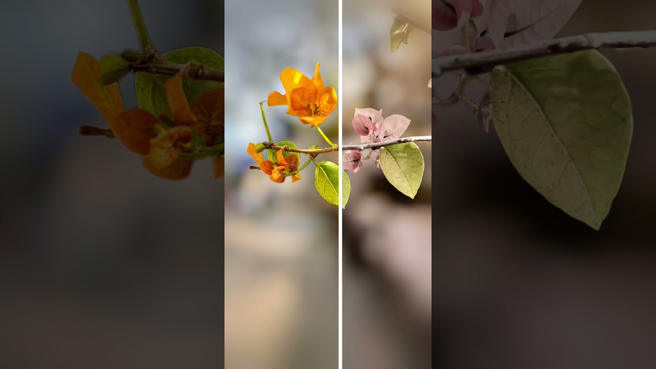 Bright editing 🌱🍂Leaves n Flower photography, Lightroom & Picsart Editing