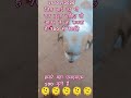 @garik.antosha-masha @RishuBhojpurim #sew #11सितंबर #beats #1januaryshayari #comedy #song