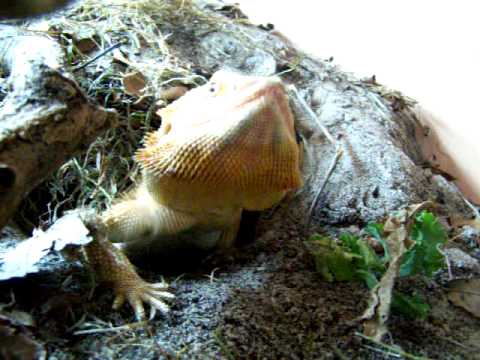 lizard skin grips Bearded dragon comming out of his hole