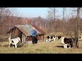 La stâna lui PUȚ ION | De ce femele de BUCOVINA pentru protejarea oilor? Povești despre fata pădurii