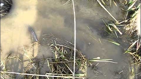 muskrat trapping part1