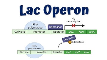 Lac Operon Animation (Advanced) || Lac Operon mutations || Gene regulation in Prokaryotes