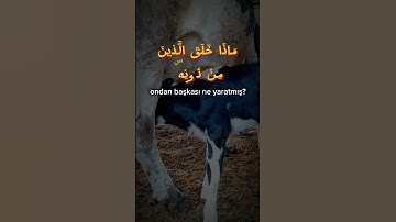 سورة لقمان ١١ آية. "هذا خلق اللّٰه" 🫀🌹