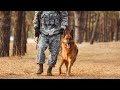 SOLDIER DOGS - TOP 7 MILITARY DOG BREEDS THAT FIGHT ALONGSIDE US