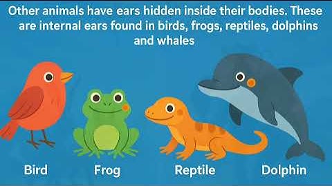 Animals and Us: Amazing Survival Features | EVS Class 4