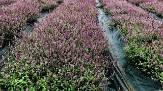 仙草花-桃園花彩節2