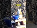 Squirrel Gets Drunk on Fermented Fruit 🍺🐿️
