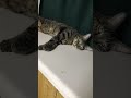 冷たい場所で寝る猫は可愛い。