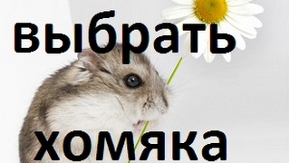 КАК ВЫБРАТЬ ХОМЯЧКА . Как купить хомяка. Почему мы взяли хомяков у ветеринара ? Хомячки . КАК ВЫБРАТЬ ХОМЯЧКА . Как купить хомяка. Почему мы взяли хомяков у ветеринара ? Хомячки .
