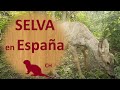 🌳 Ver para CREER. La SELVA en España se pronuncia 🌄Mini documental selva, el secreto de la vida