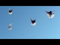 николаевские голуби 2021