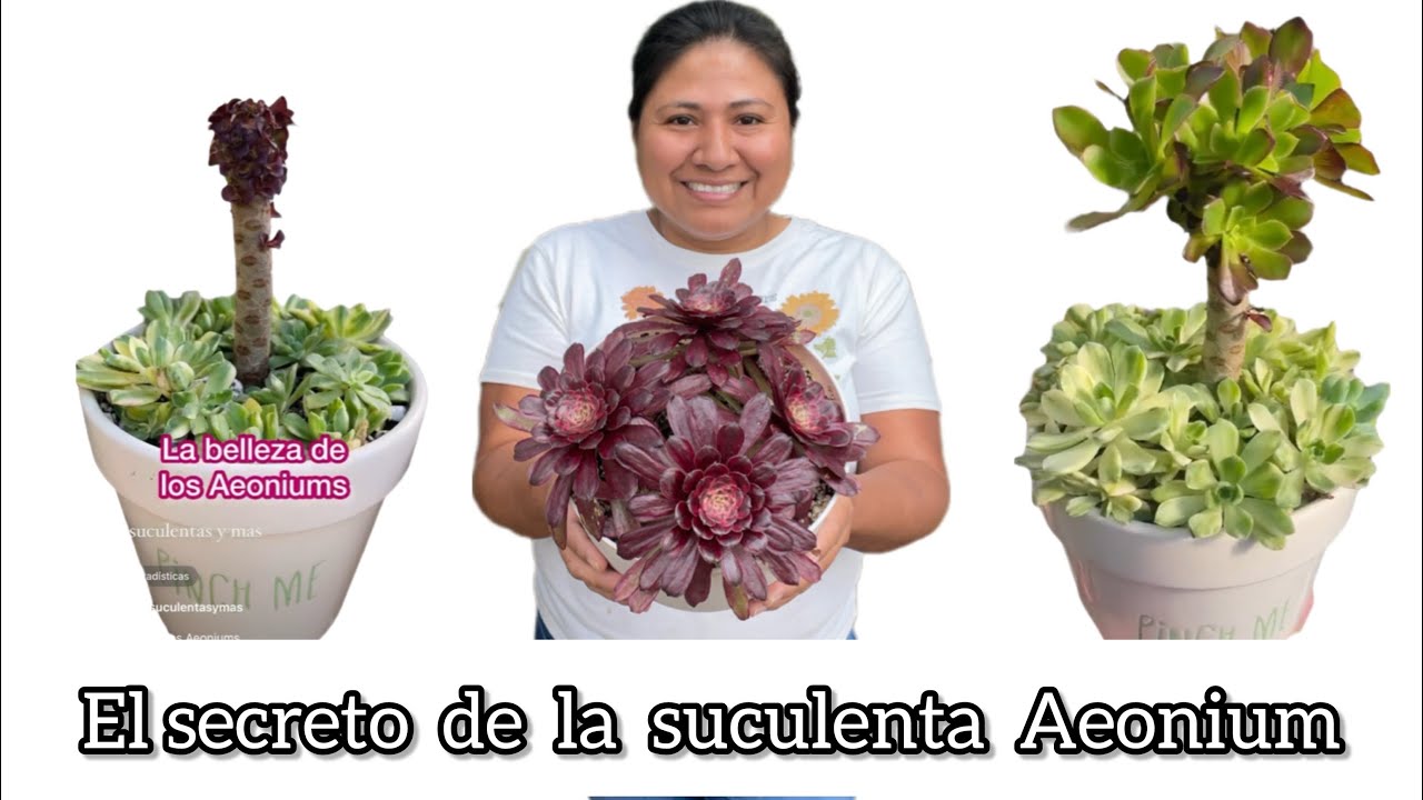 EL SECRETO DE LA SUCULENTA AEONIUM