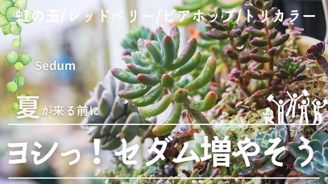 多肉植物】夏前に7種のセダムを増やします！ - YouTube