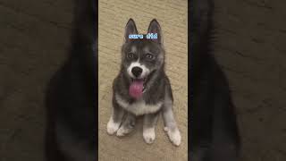 This Husky Puppy is a SHARK