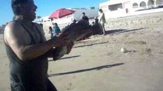 pesca a la antigua bahia de kino