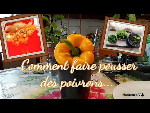 Vidéo: Comment Faire Pousser Des Plants De Poivrons Doux Sans Cueillir