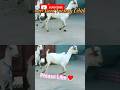 Beautiful Barbari Goats | Barbari Goat Breed | Best Quality Barbari Goat #gourigoatfactoryodisha