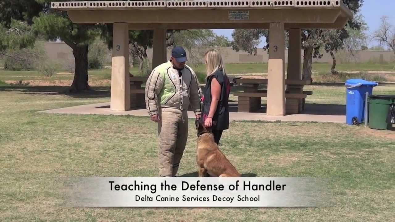 Delta Canine Services, Decoy Training, Decoy School YouTube