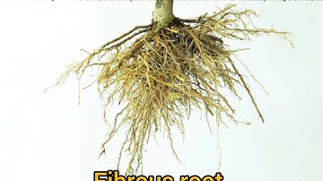 Fibrous root system expained.#.shorts#trending#Neet#shortfeed# 