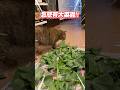 【大菜蟲出沒！】虎斑貓溜進廚房巡邏　偷啃地瓜葉吃超爽XD #Shorts
