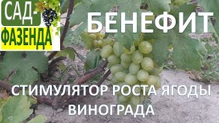 Стимулятор роста ягод винограда - Бенефит