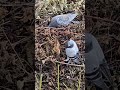 Winogron cała gama witamin