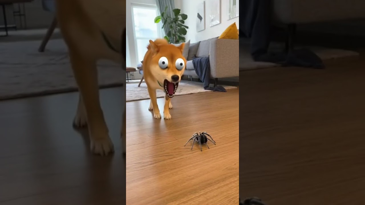 Dog Sees a Spider and Freaks Out! 😂 Scared Dog Screams with Big Eyes