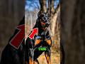 Top 5 Strongest Dog Breeds in the World (Not for Beginners!) 👀 #dogbreed
