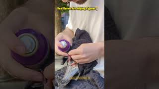 Real Heroes Help Injured Pigeons