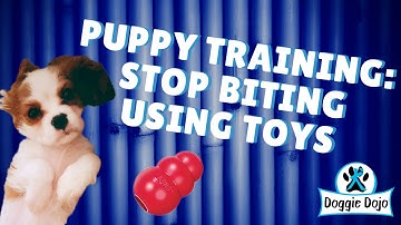 Puppy Training: How To Stop Biting Using Toys