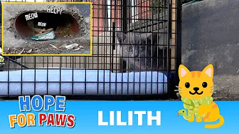 Kitten screams for help all day, and no one could get her out! 😿
