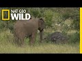 Do Elephants Grieve? New Video Suggests They Do | Nat Geo Wild