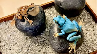 Opening Japanese Capsule Toy(gashapon) tree frog