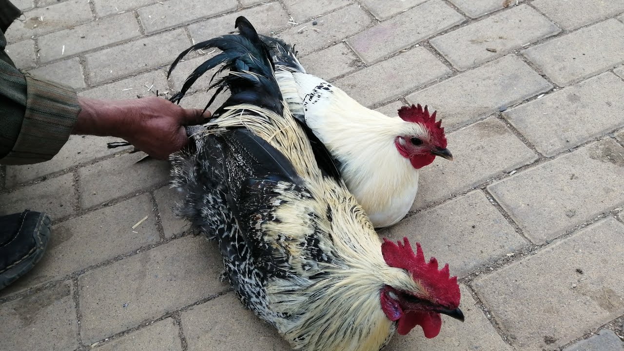حصريا من سوق الثلاثاء سيدي بنور أثمنة خليط سلالات🐓🐓 وطاوس ودجاج البلدي وبيبي🦃🦃 والارانب فرجة ممتعة
