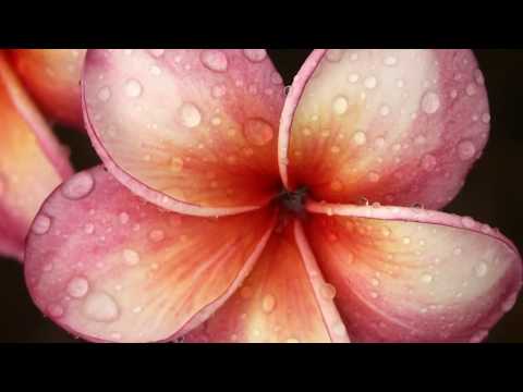 Enchanted Plumeria - Symbol of Love