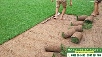 Bán cỏ nhung Nhật 0977973535