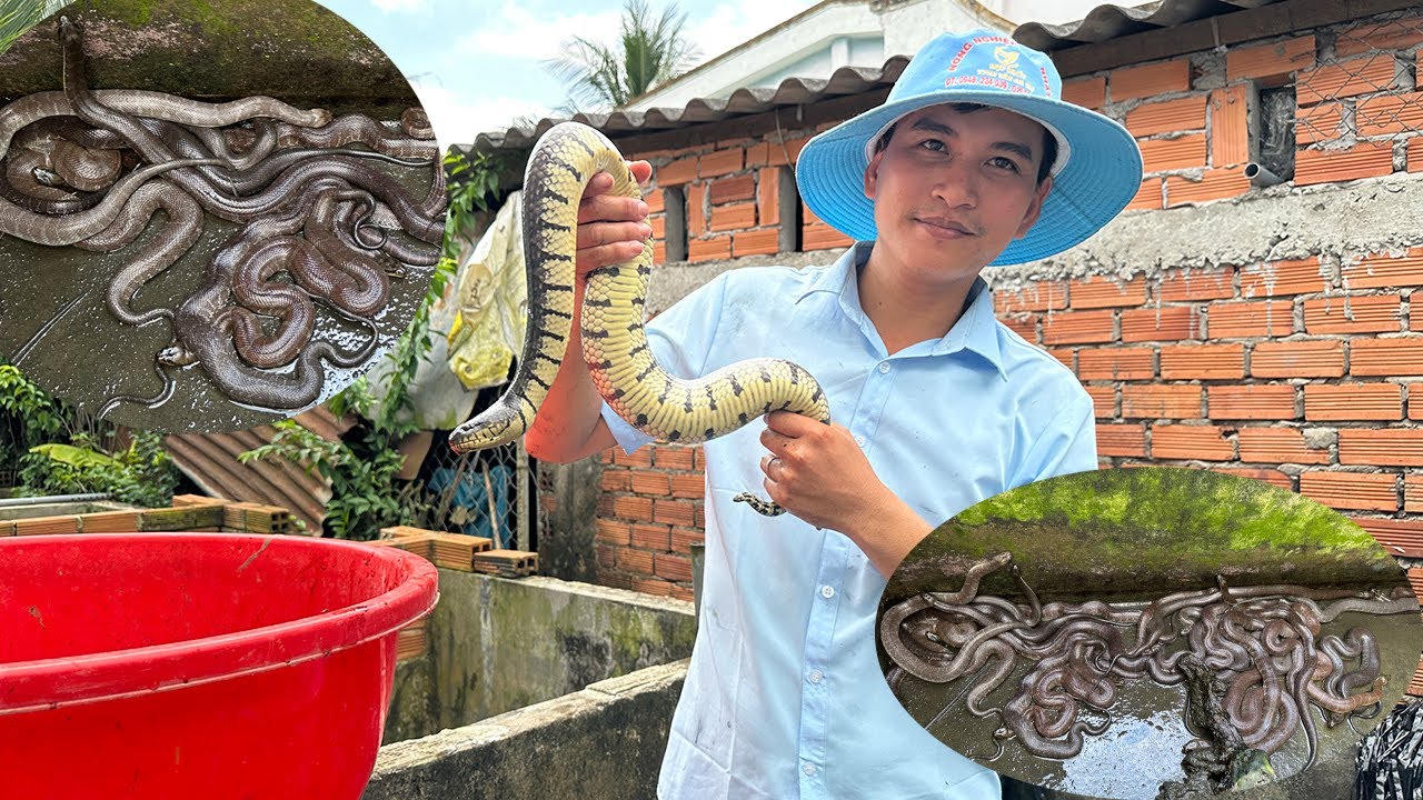 Nuôi cả nghìn con rắn, chàng trai miền tây thu hơn nửa tỷ đồng mỗi năm- Dân miền Tây