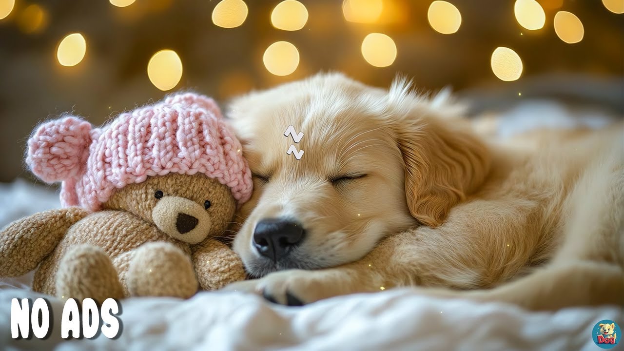 12 ЧАСОВ Расслабляющая Музыка для Собак 🐶 Анти-Тревога Дома Одни & Глубокий Сон💖Без Рекламы