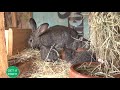 Rabbit Farming for Commercial Production - Expert Guide Part 2