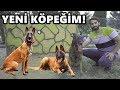 BELÇİKA KURDU SAHİPLENDİM! YOK BÖYLE KÖPEK!