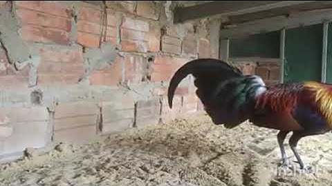 Bổi rừng rặc về 1 ngày chuồng gáy hay