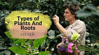 Types of Plants And Roots By ECDHUB