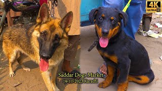 Saddar Dogs Market 19112023 Karachi German Shepherd Husky Pit bull and Other Dogs | سوق الكلاب