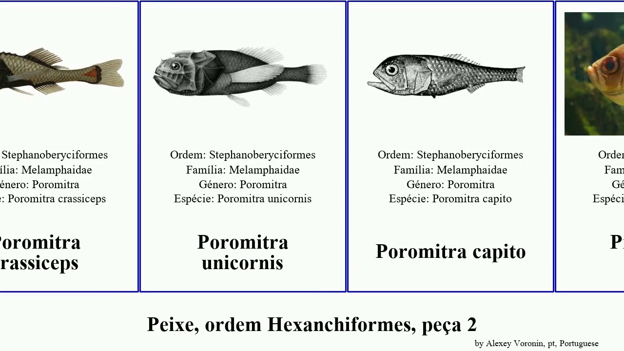 Peixe, ordem Hexanchiformes, peça 2 pristiophorus protopterus fish maximus formosa australis limi