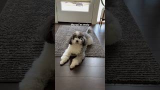 How our dog manipulates is into walking him every day