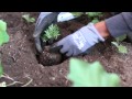 How to Use Flowers to Protect the Garden : Around the Garden How to Use Flowers to Protect the Garden : Around the Garden