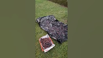 Dates harvesting/palm-tree
